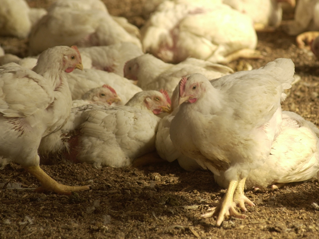 Roughly 31.5 million chickens and turkeys in Iowa were infected with the H5N2 avian flu virus this past spring or were euthanized as part of an infected barn. (DTN/The Progressive Farmer file photo by Jim Patrico)
